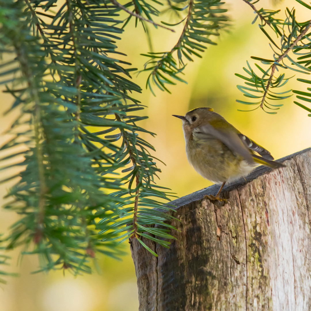 wintergoldhähnchen im goldenen licht