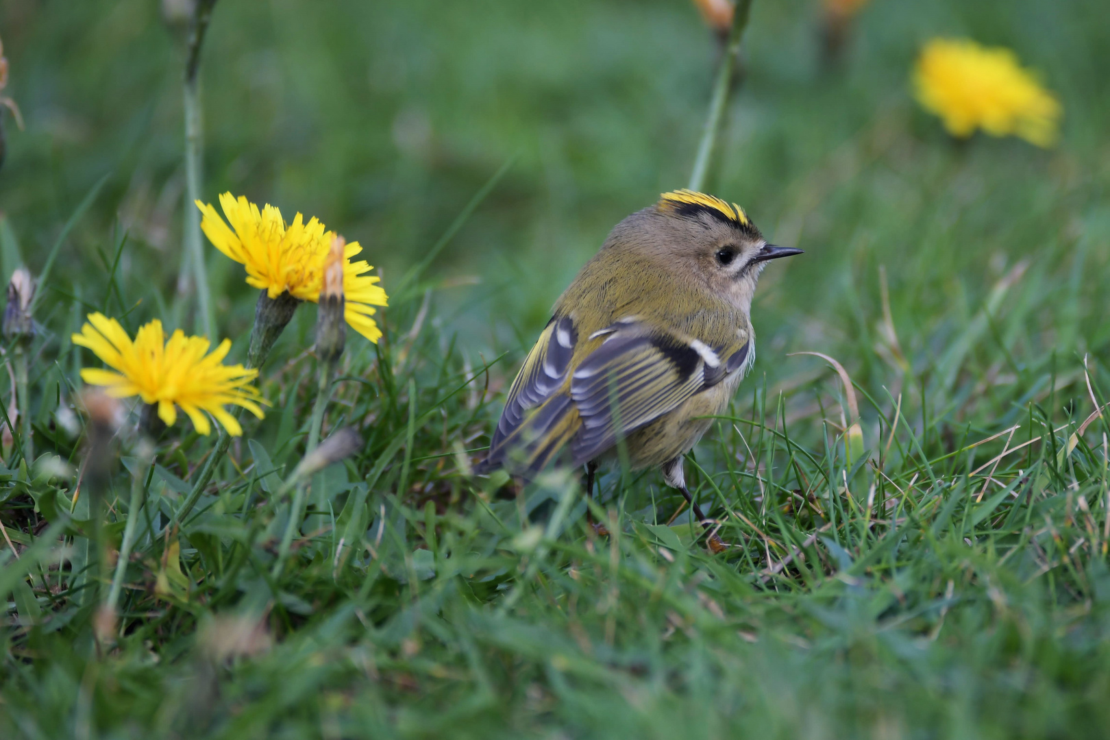 Wintergoldhähnchen im Habichtskraut, Helgoland