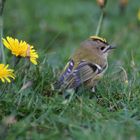 Wintergoldhähnchen im Habichtskraut, Helgoland