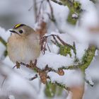 Wintergoldhähnchen im Januar