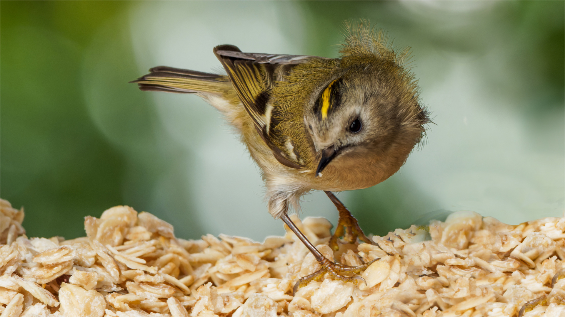 Wintergoldhähnchen im Schlaraffenland  .....