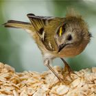 Wintergoldhähnchen im Schlaraffenland  .....