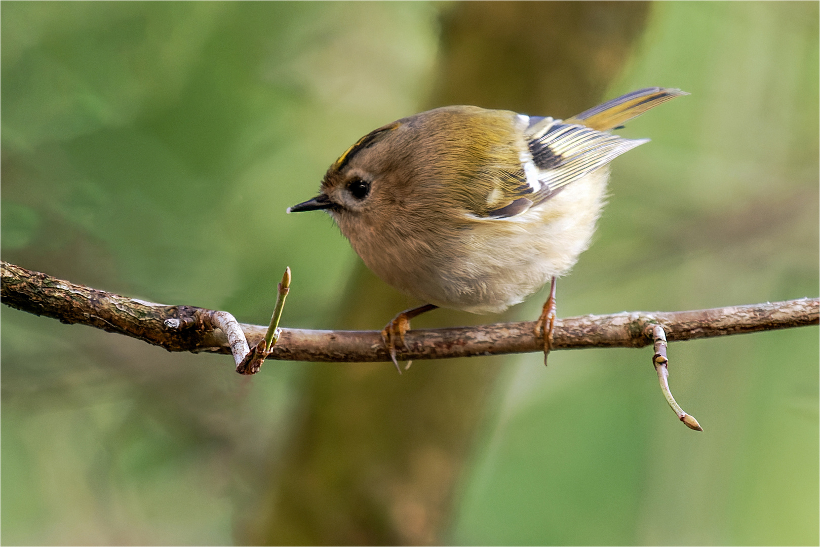 Wintergoldhähnchen im Seitenprofil  .....