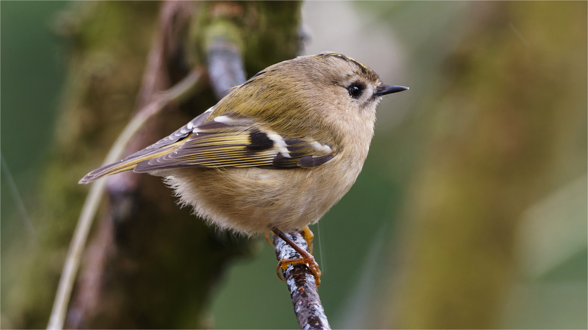 Wintergoldhähnchen im Seitenprofil  .....