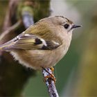 Wintergoldhähnchen im Seitenprofil  .....