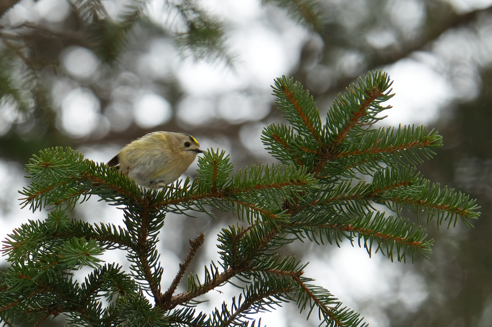 WinterGoldHähnchen im Tal der Leutascher Ache