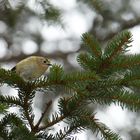 WinterGoldHähnchen im Tal der Leutascher Ache