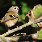 Wintergoldhähnchen - immer wieder schön Anzusehen