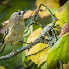 "WINTERGOLDHÄHNCHEN" - immer Willkommen