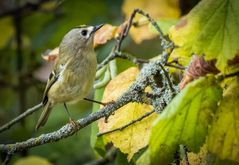 "WINTERGOLDHÄHNCHEN" - immer Willkommen