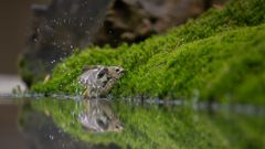 Wintergoldhähnchen in der Badewanne