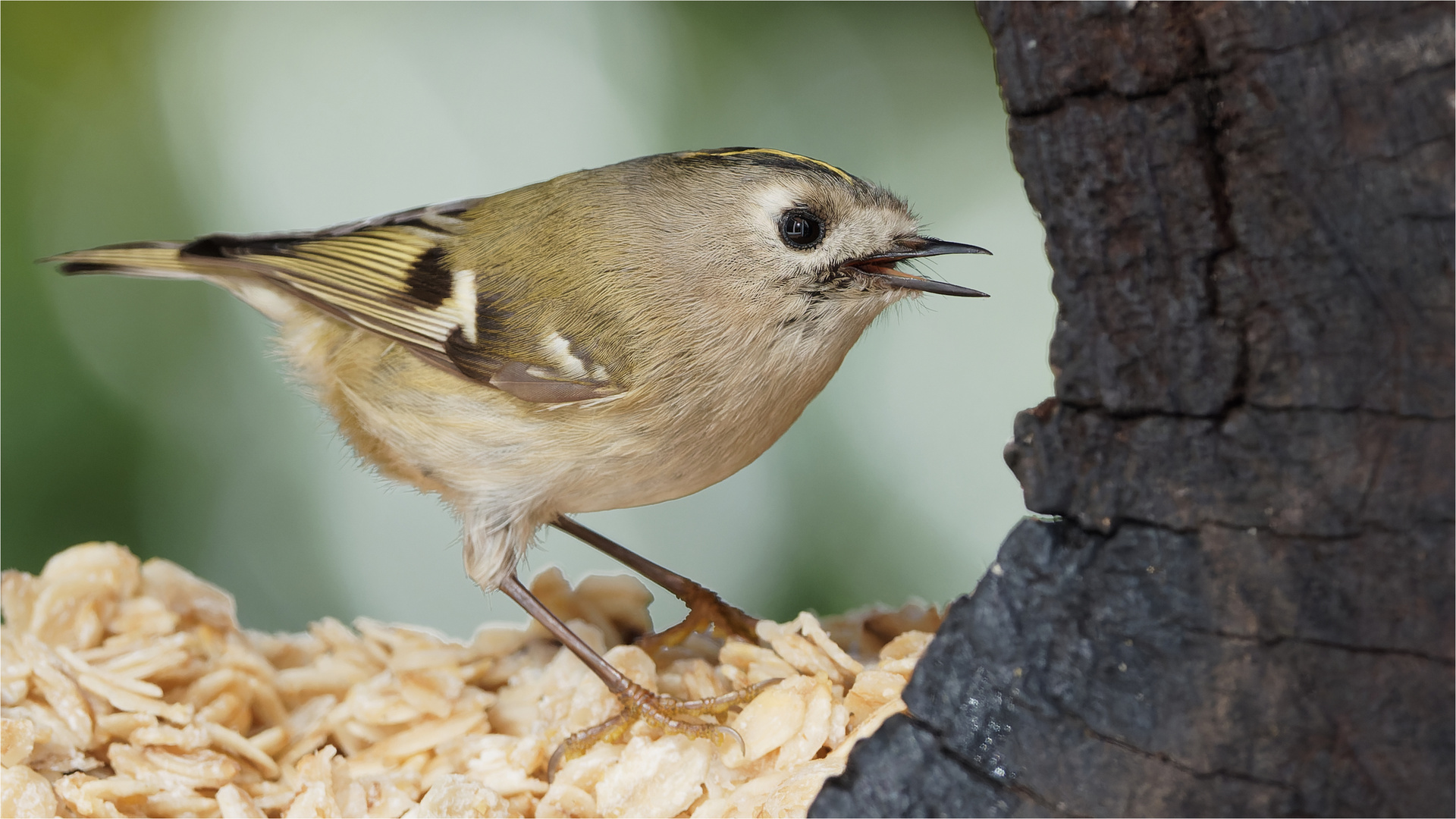 Wintergoldhähnchen in der Baumröhre  .....