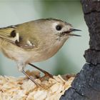 Wintergoldhähnchen in der Baumröhre  .....