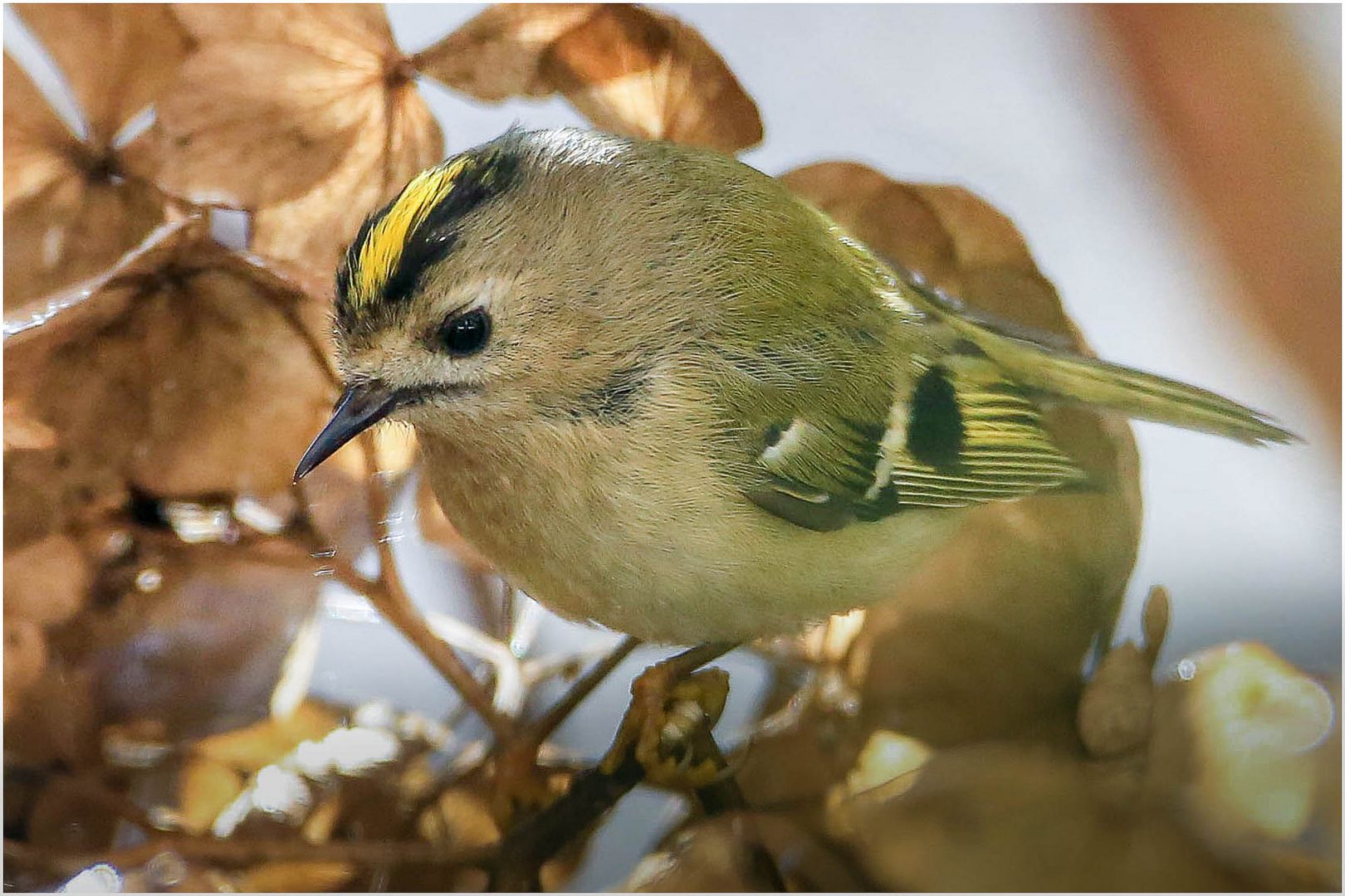 Wintergoldhähnchen in der Hortensie