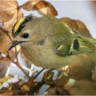 Wintergoldhähnchen in der Hortensie