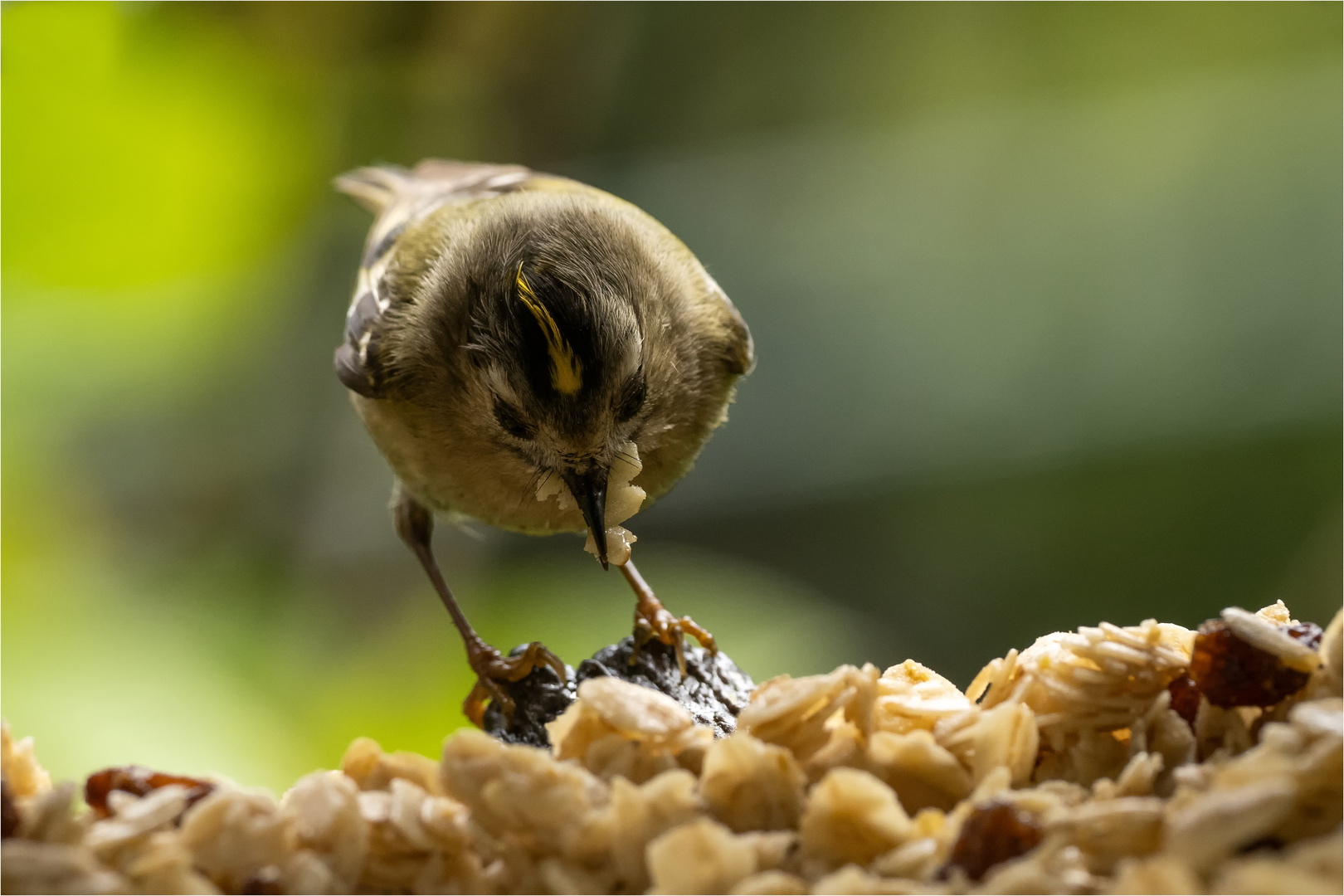 Wintergoldhähnchen in der mit kernigen Haferflocken gefüllten Baumscheibe  .....