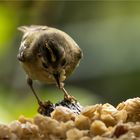 Wintergoldhähnchen in der mit kernigen Haferflocken gefüllten Baumscheibe  .....