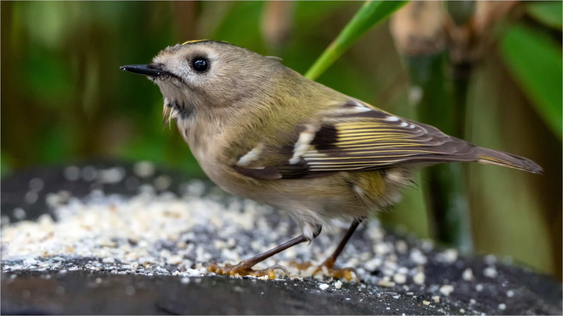 Wintergoldhähnchen in voller Größe  .....