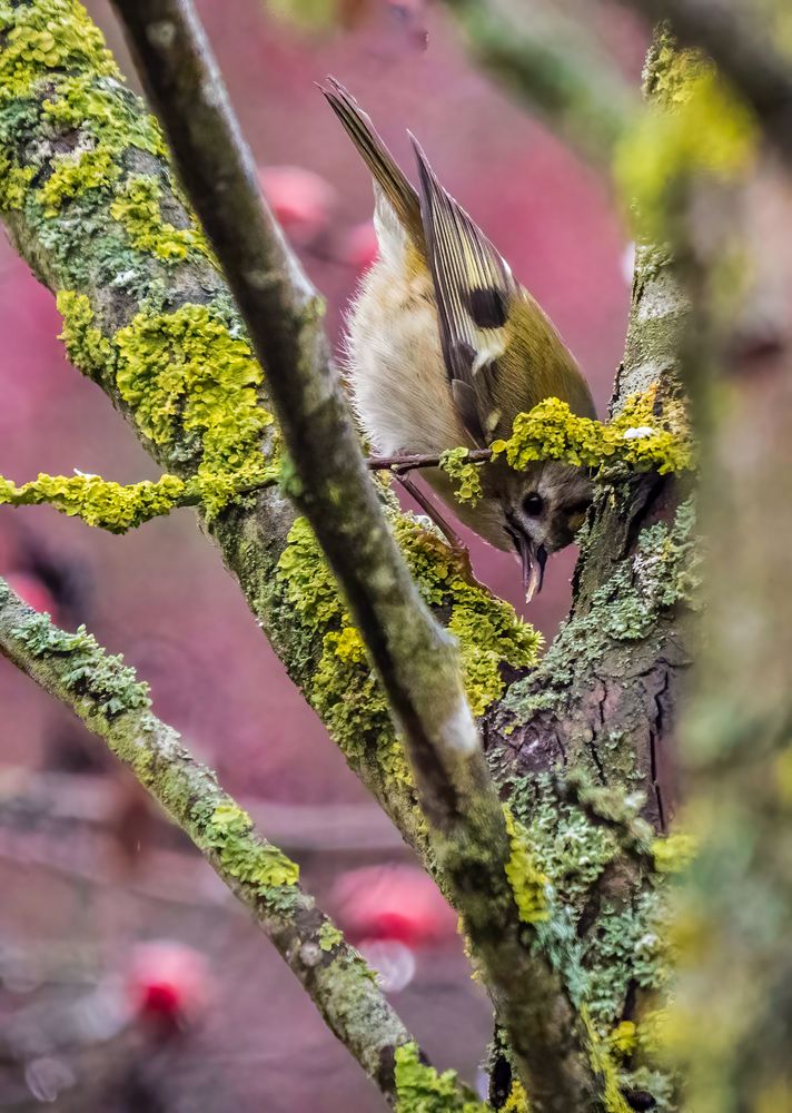 "WINTERGOLDHÄHNCHEN" (ISO 5000)