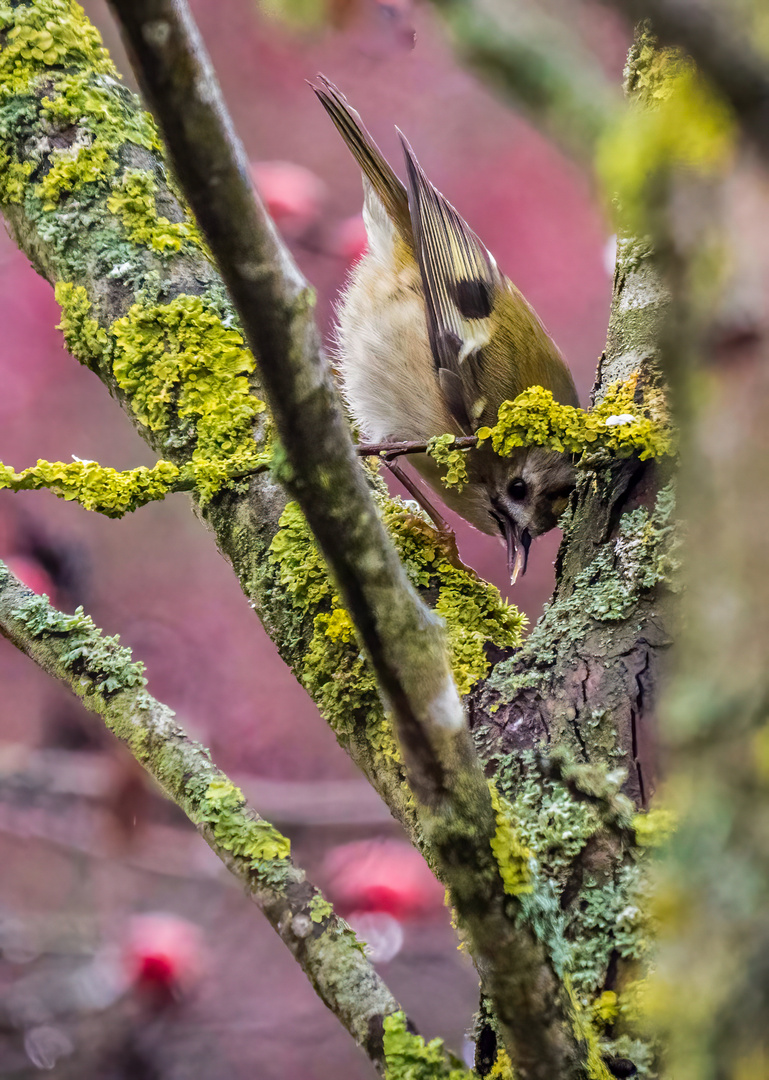 "WINTERGOLDHÄHNCHEN" (ISO 5000)