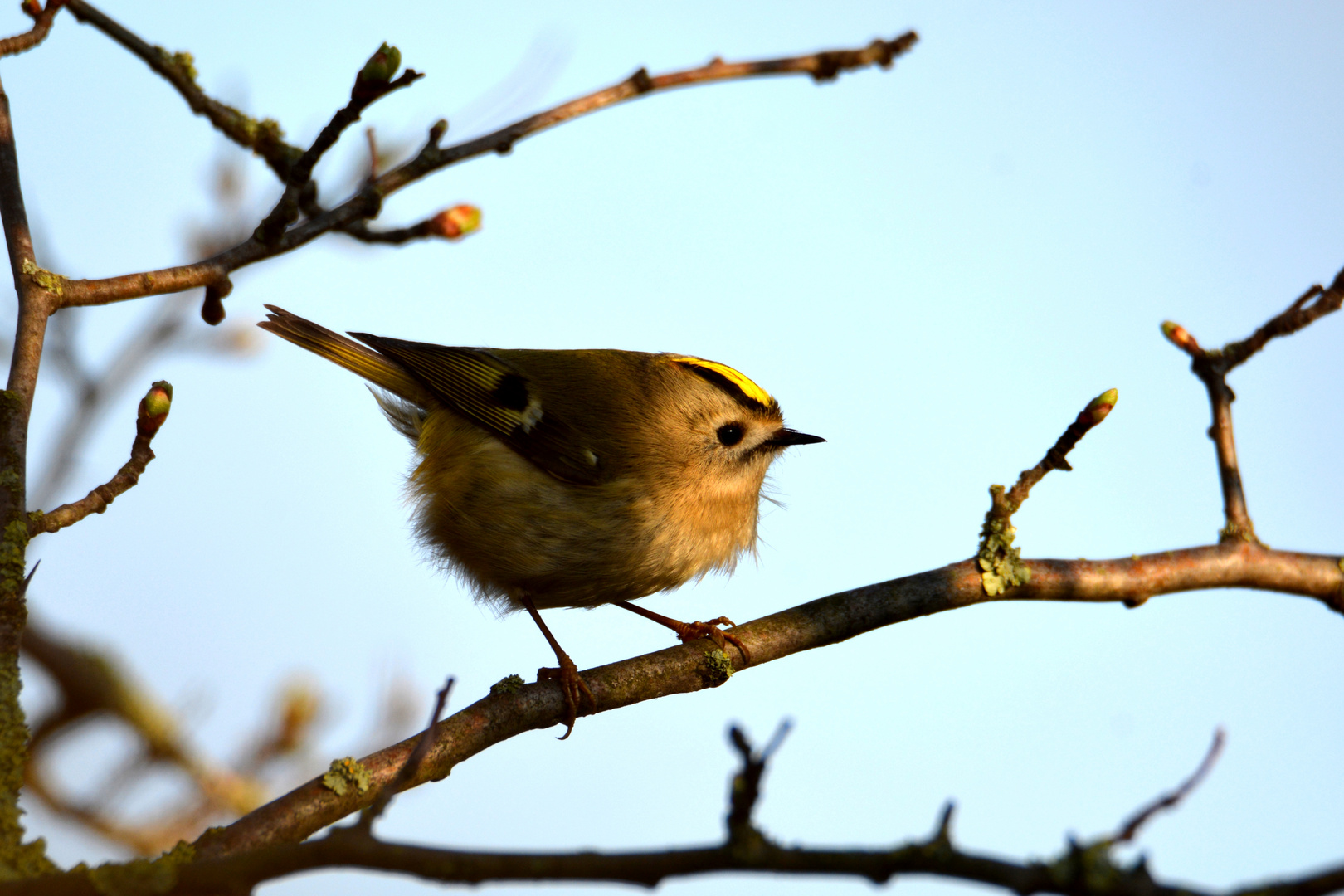 Wintergoldhähnchen - klein aber fein 