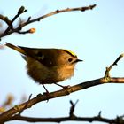 Wintergoldhähnchen - klein aber fein 