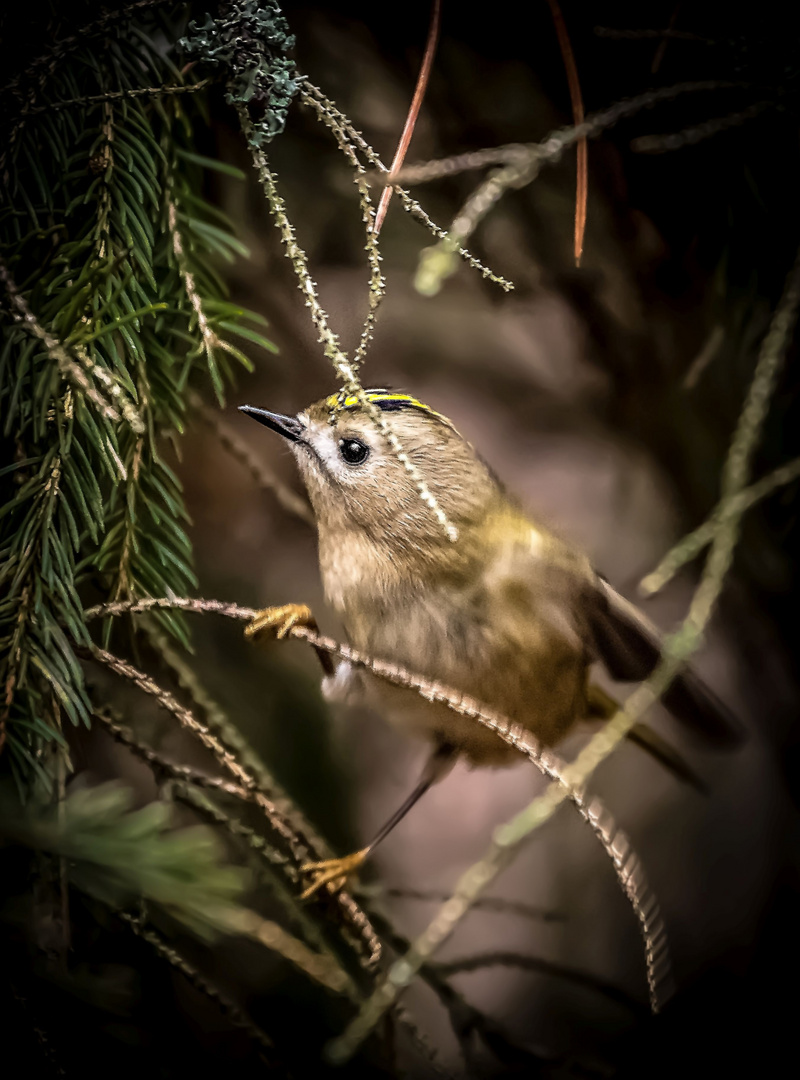 Wintergoldhähnchen - ´klein aber fein. Stimmt's