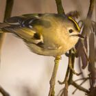 Wintergoldhähnchen-Mädchen