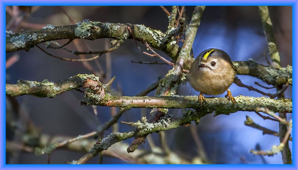 Wintergoldhähnchen mal mit Rahmen