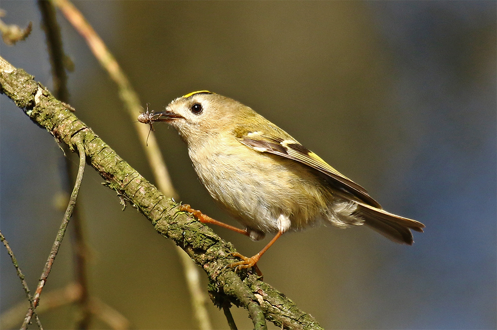 Wintergoldhähnchen mit fetter Beute ...