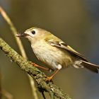 Wintergoldhähnchen mit fetter Beute ...