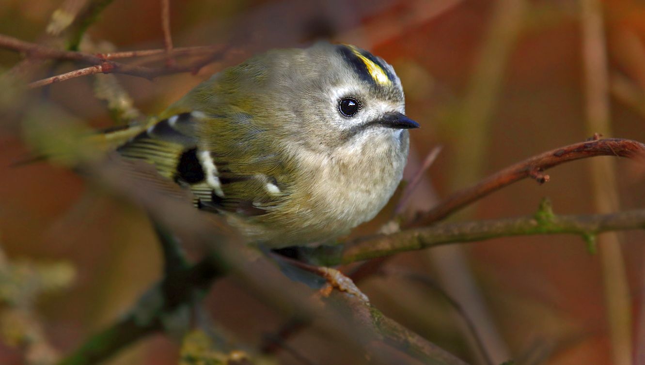 Wintergoldhähnchen, noch eines .......