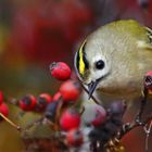 "WINTERGOLDHÄHNCHEN", noch mal eines (ISO 3200)