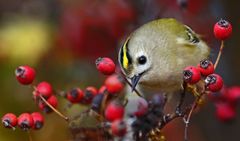 "WINTERGOLDHÄHNCHEN", noch mal eines (ISO 3200)