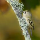 Wintergoldhähnchen Öland