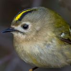 Wintergoldhähnchen Profilporträt