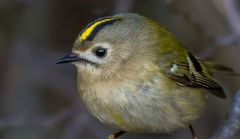 Wintergoldhähnchen Profilporträt