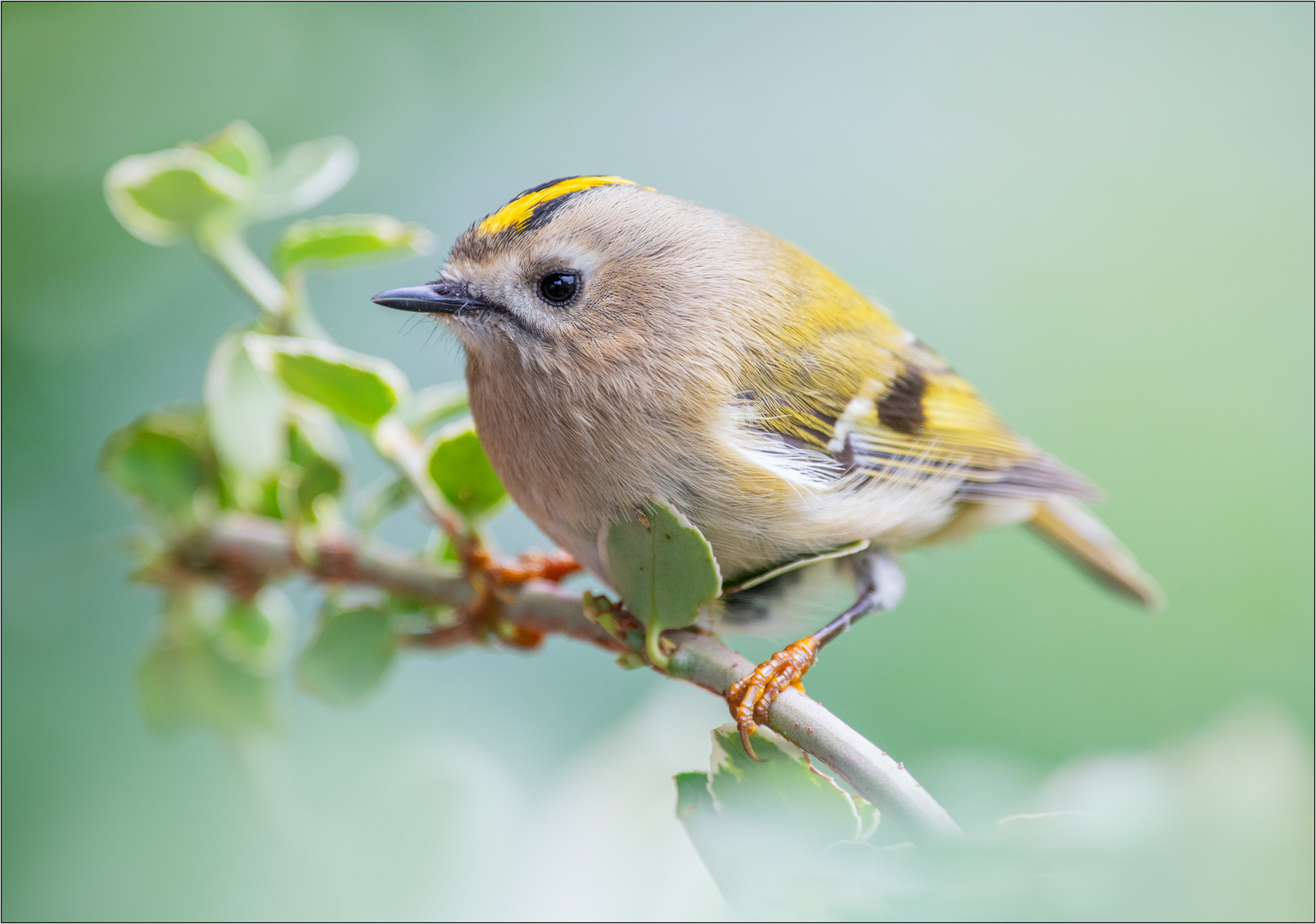 Wintergoldhähnchen (Regulus regulus)