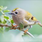 Wintergoldhähnchen (Regulus regulus)