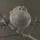 Wintergoldhähnchen (Regulus regulus)