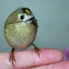 Wintergoldhähnchen ( Regulus regulus)