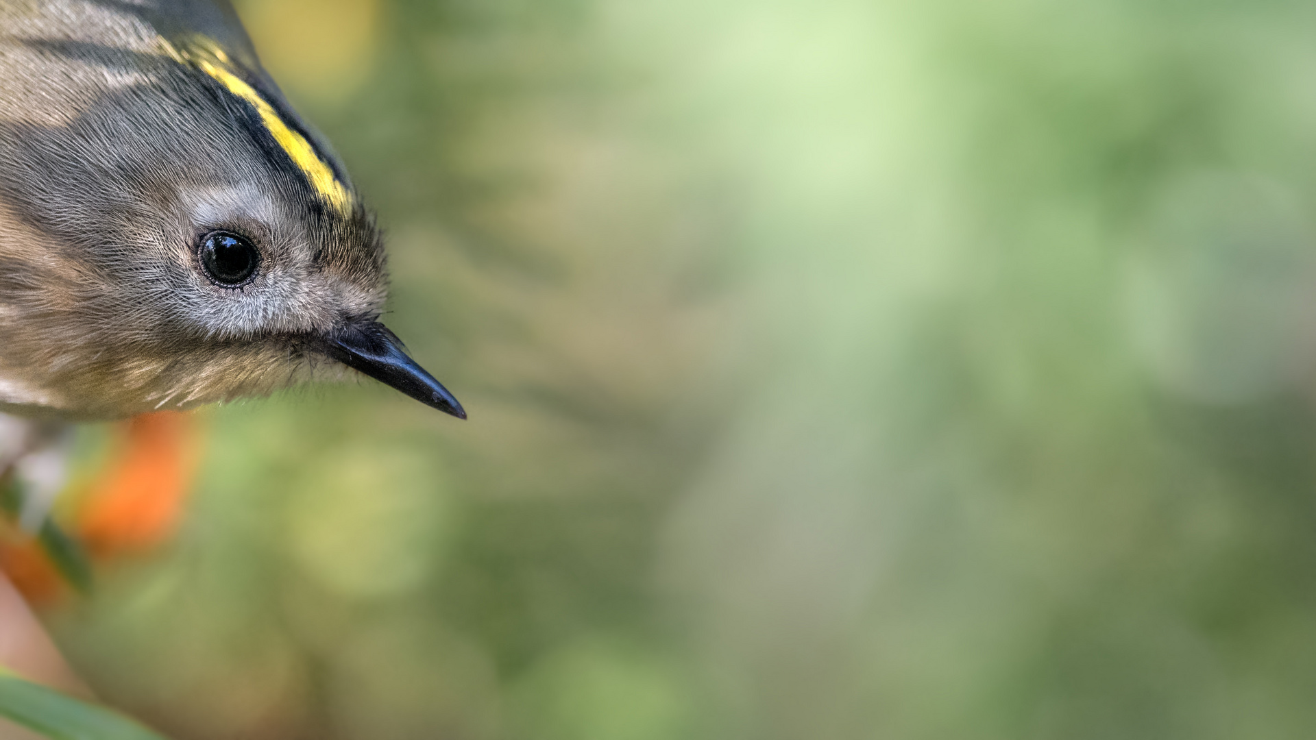 Wintergoldhähnchen (Regulus regulus)