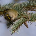 Wintergoldhähnchen (Regulus regulus) #1