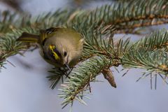 Wintergoldhähnchen (Regulus regulus) #1