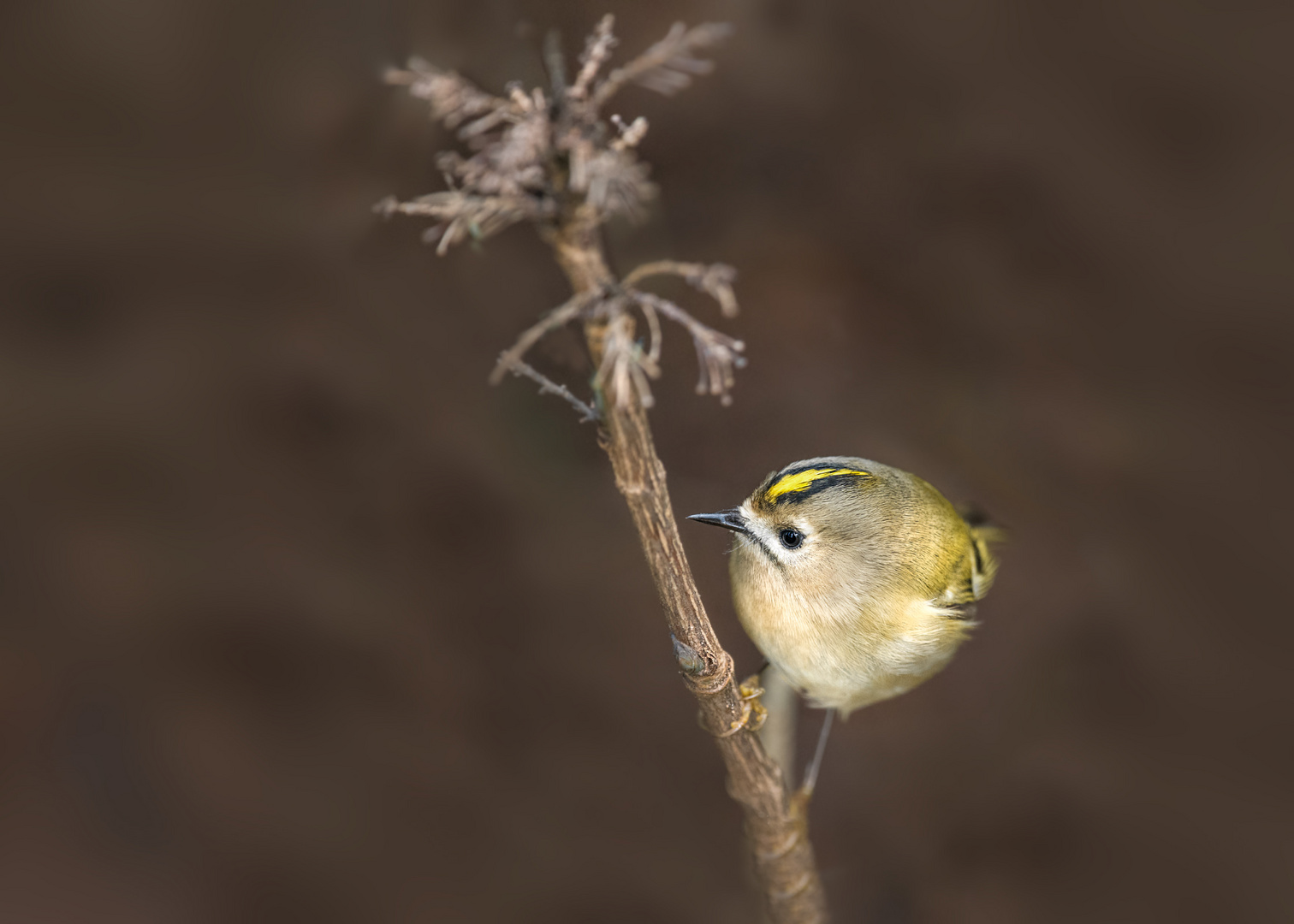 Wintergoldhähnchen (Regulus regulus)