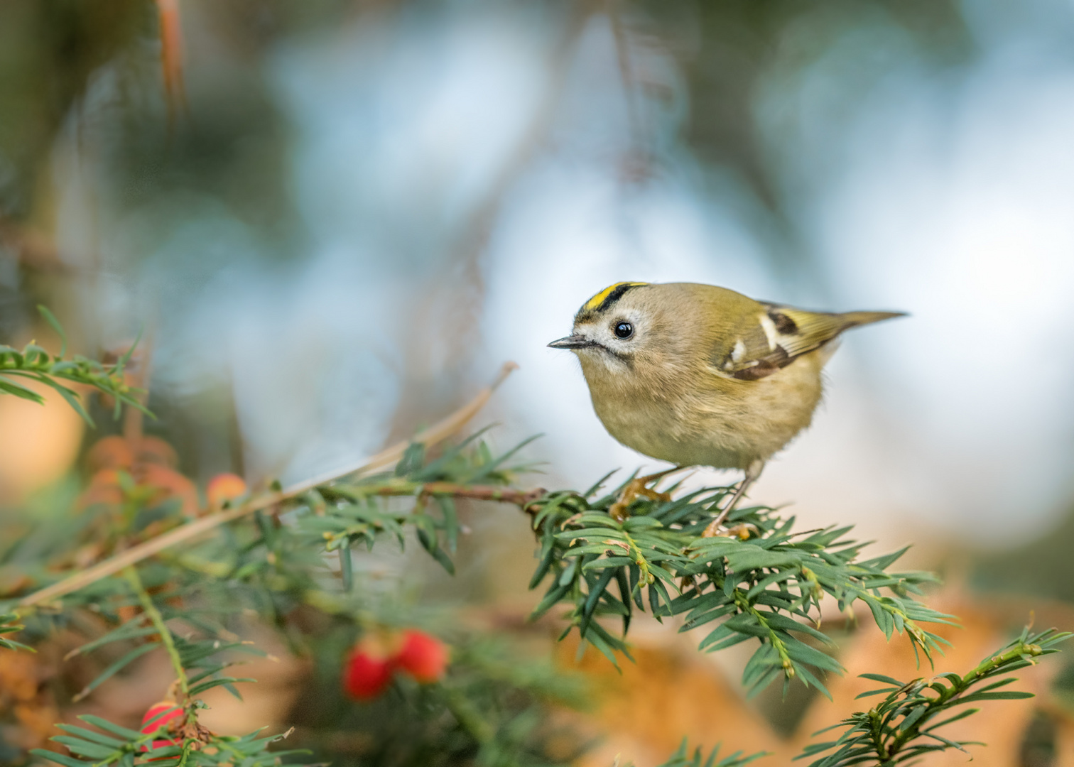 Wintergoldhähnchen (Regulus regulus)