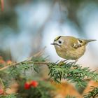 Wintergoldhähnchen (Regulus regulus)