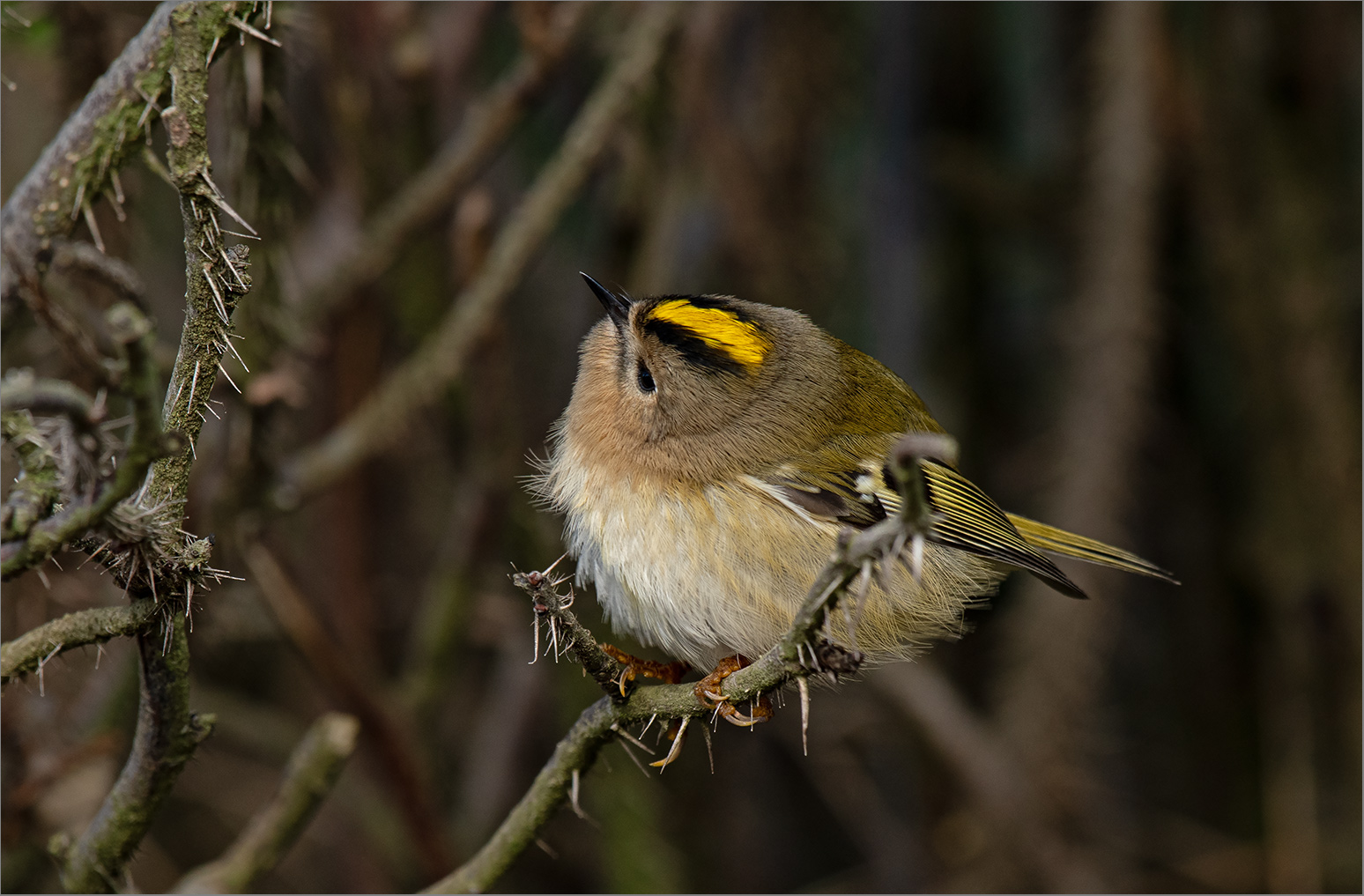 Wintergoldhähnchen - Regulus regulus