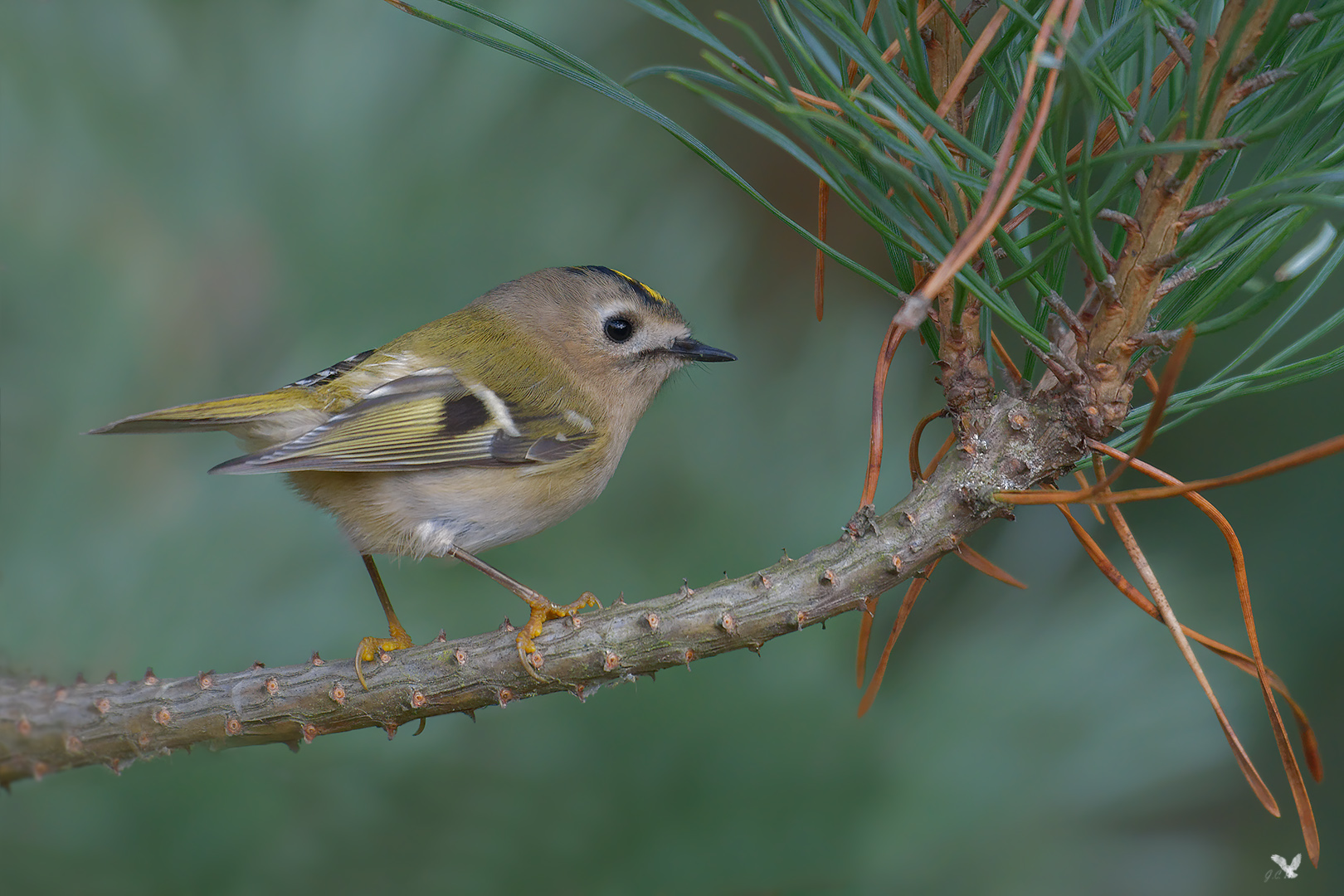 Wintergoldhähnchen (Regulus regulus) ...