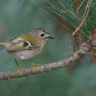 Wintergoldhähnchen (Regulus regulus) ...